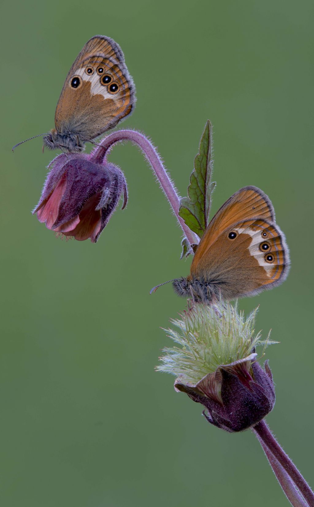 Geum rivale con Coenonympha arcania